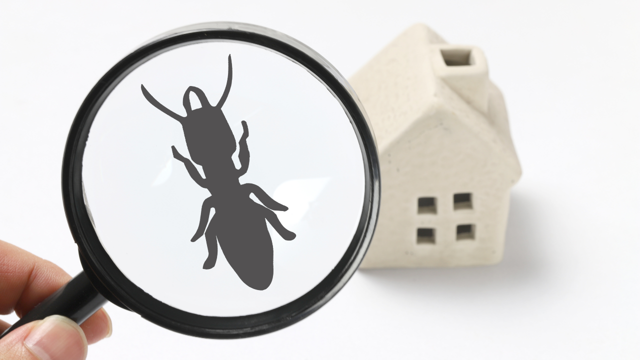 Read more about the article Pest Problems? We Have the Solution