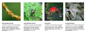 Soft-Bodied Insects
TweetMint controls many soft-bodied insects, including, but not limited to: aphids, thrips, fungus gnats, leaf-miners, scales, mealybugs, whiteflies, leafhoppers, and more!

Hard-Bodied Insects
TweetMint controls may hard-bodied insects, including but not limited to: grasshoppers, locusts, beetles, caterpillars, ants, spongy-moths, worms, flies, and more!

Arachnids
TweetMint controls many arachnids, including, but not limited to: spider mites, broad mites, russet mites, two-spotted spider mite, rust mites, and more!

Fungal Diseases
TweetMint controls many fungal pests, including but not limited to: powdery mildew, root rot, bud rot, late-blight, rusts, Fusarium, Botrytis, anthracnose, black sigatoka, and more!
