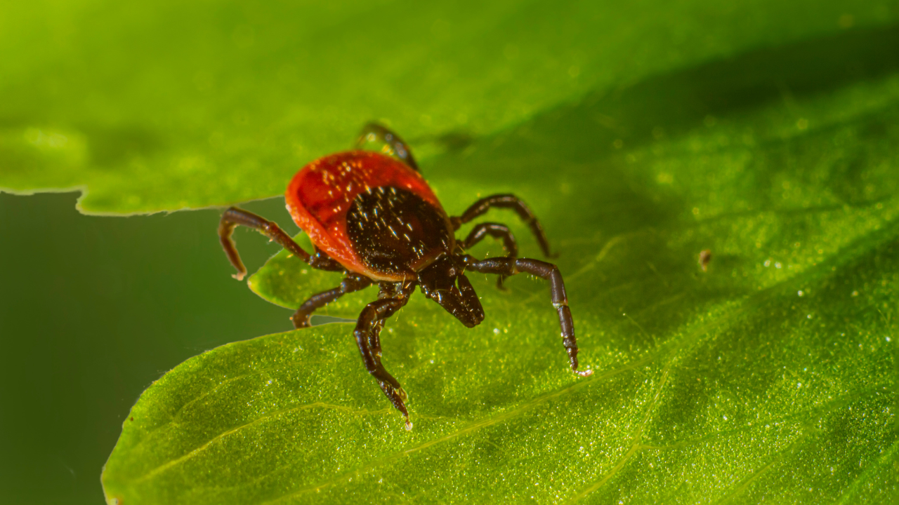 How to Submit Ticks in Michigan Safe Solutions