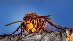 Read more about the article Stinging Insects’ IPM: Yellow-Jackets, Hornets, and Wasps
