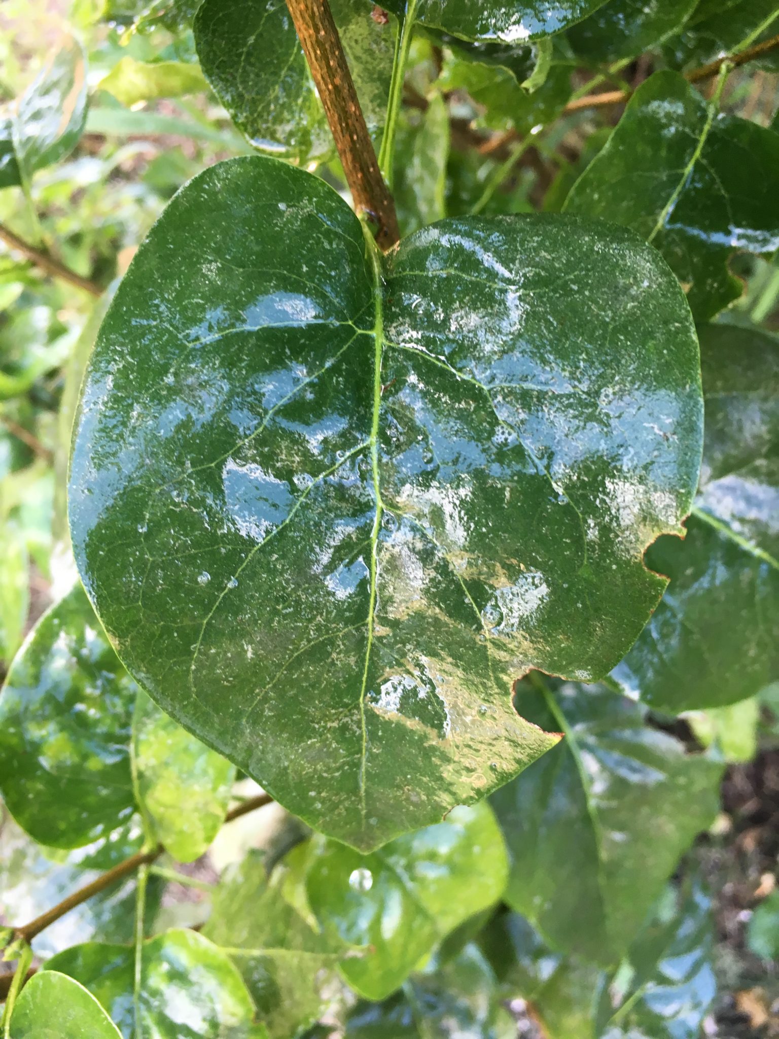 Powdery Mildew Lilac (1) 2020 Safe Solutions