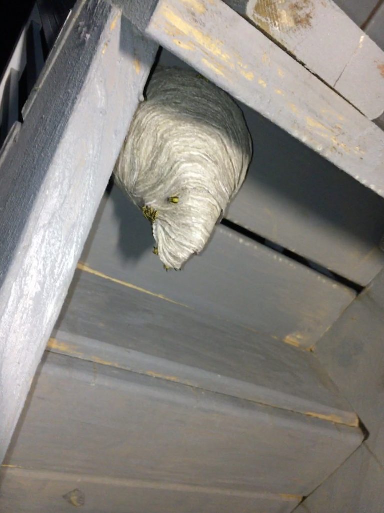 Stinging Insects’ IPM YellowJackets, and Wasps Safe Solutions