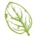 green leaf icon