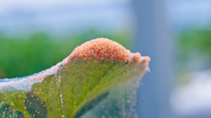 Read more about the article Spider Mites: In-depth IPM Overview