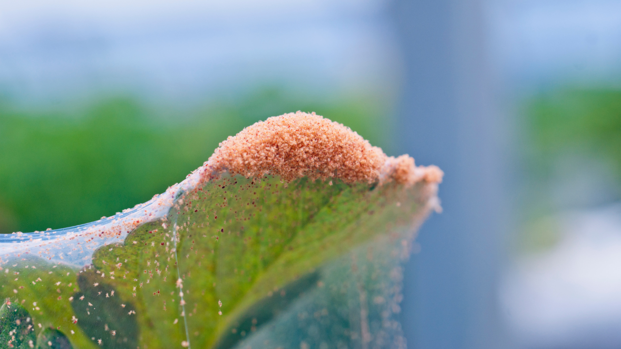 You are currently viewing Spider Mites: In-depth IPM Overview