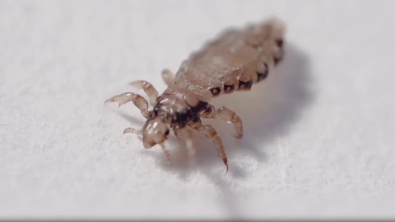 You are currently viewing How to Cure Lice Infestations Without Chemicals