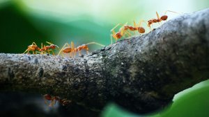 Read more about the article Got Ants? Here Are The Top 5 Ants That Sneak Into Homes