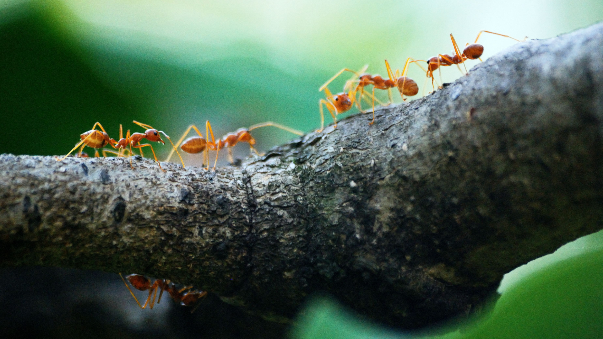 You are currently viewing Got Ants? Here Are The Top 5 Ants That Sneak Into Homes