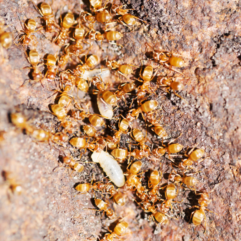 Got Ants? Here Are The Top 5 Ants That Sneak Into Homes Safe Solutions