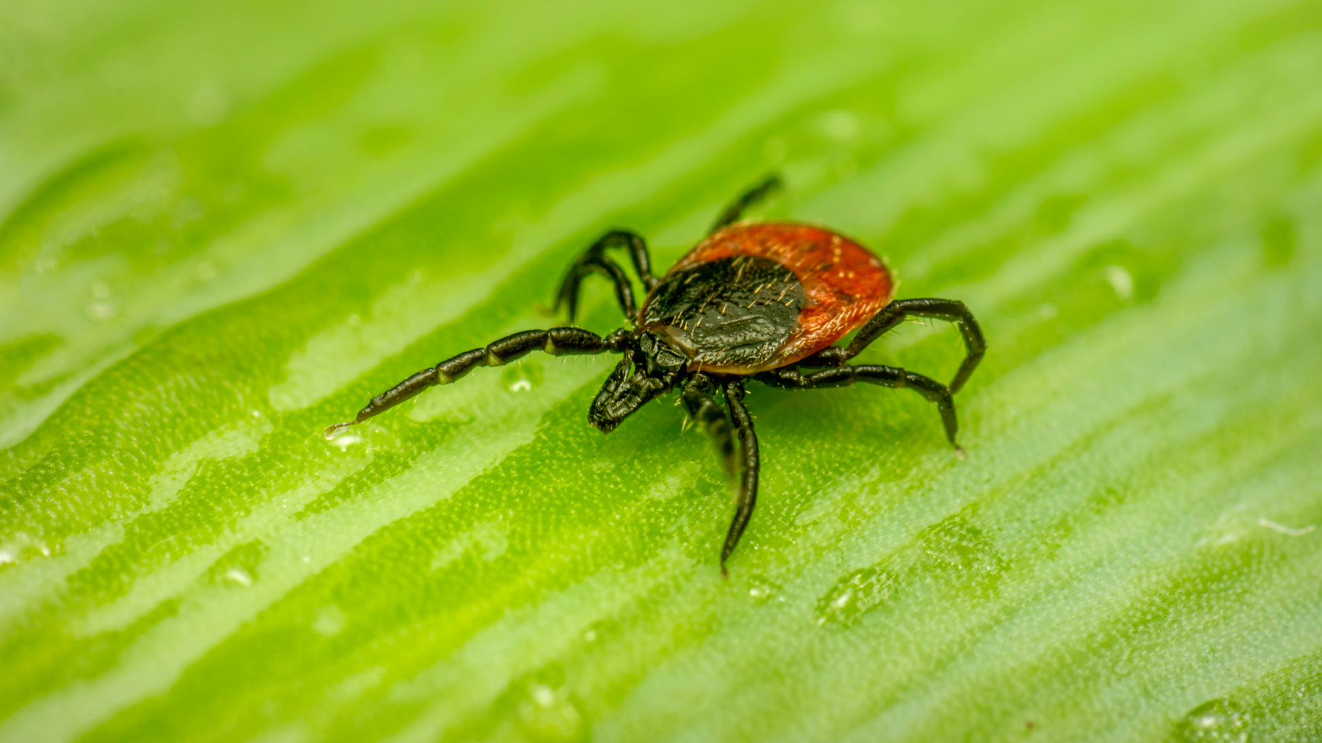You are currently viewing Guide to Natural & Non-Toxic Tick Control